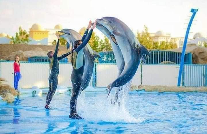Dolphin Show 